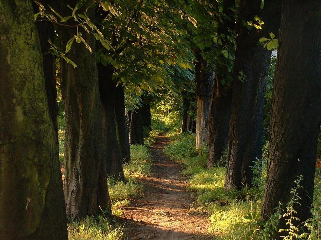 Zur Rheinschanz Бад-Хённинген Экстерьер фото