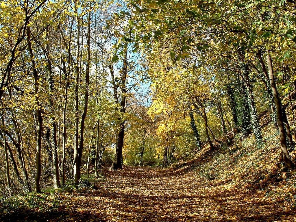 Zur Rheinschanz Бад-Хённинген Экстерьер фото
